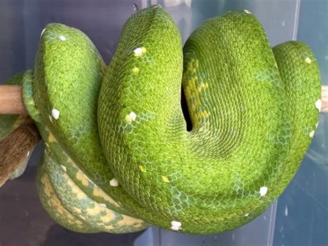 versace green tree python|2020 Bart Ulman Produced Male *Versace Lineage Green Tree .